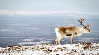 Extrémní počasí mění Arktidu. Ekosystémy čelí podmínkám, které neznají